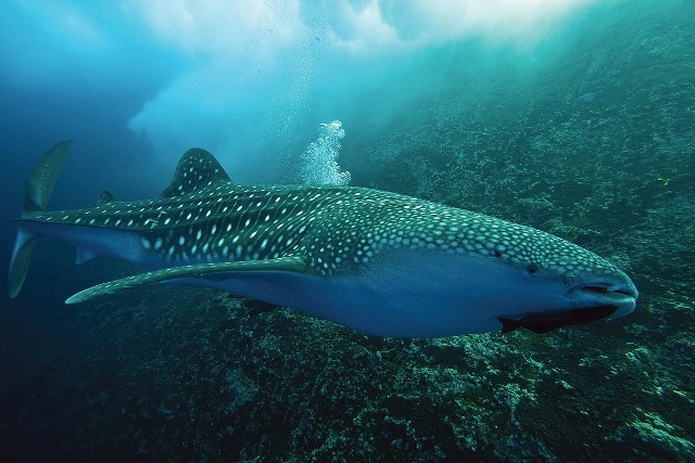 到达霍尔沃克斯的鲨鱼